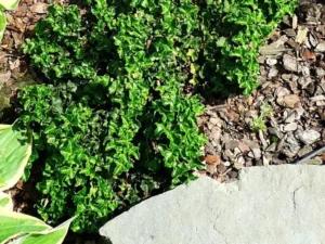 <em>Hedera helix</em> ‘Conglomerata’ - Ornamental ivy