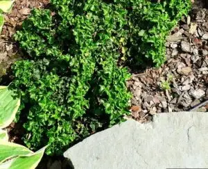 Hedera helix 'Conglomerata' (Conglomerate)'