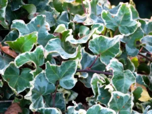 Hedera helix 'Curvaceous'