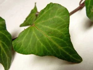 Hedera helix 'Cyrano De Bergerac'