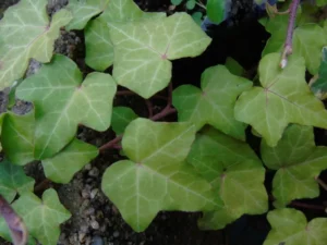 Hedera helix 'Dapple Yellow'