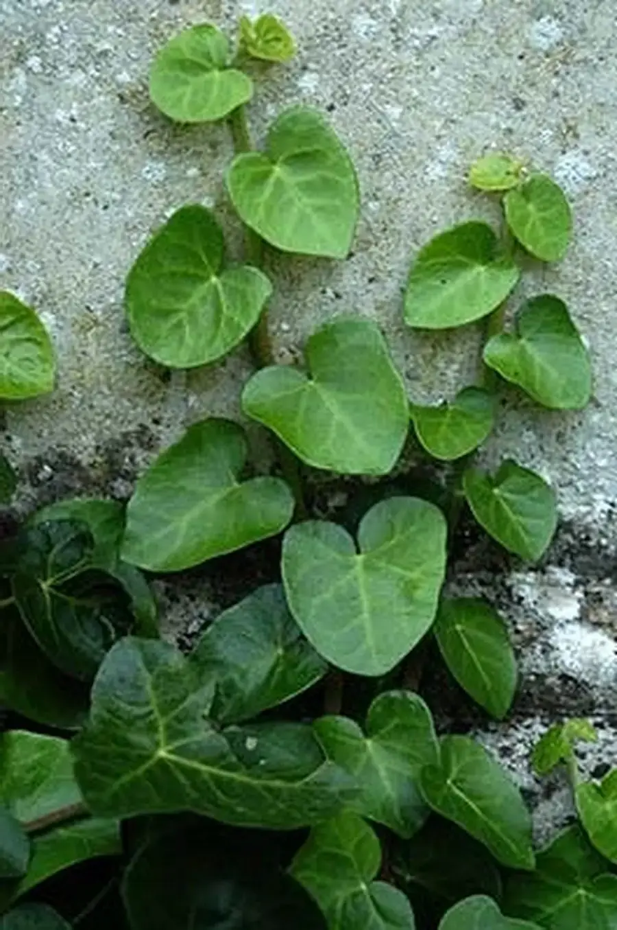 Hedera helix 'Deltoidea' 'Deltoidea' 'Deltoidea' 'Deltoidea' 'Deltoidea'
