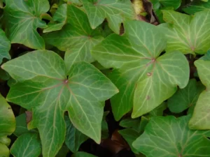 Hedera helix 'Dicke von Stauss'