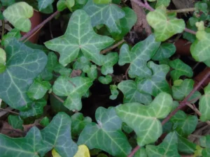 Hedera helix 'Direktor Badke'