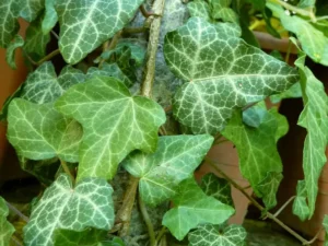 Hedera helix 'Donir'