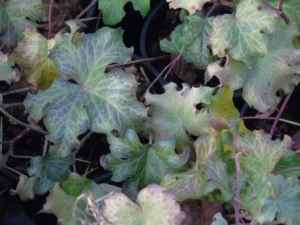 Hedera helix 'Dragon Claw'