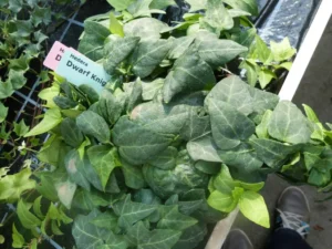 Hedera helix 'Dwarf Knight'