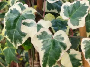 Hedera helix 'Elegantissima' (Elegantissima)'