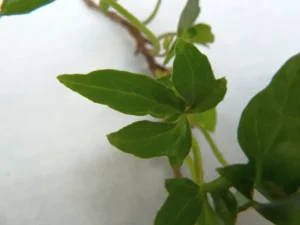 Hedera helix 'Emerald Globe'