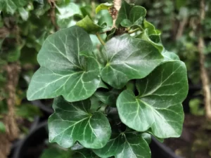 Hedera helix 'Erecta' (Erecta)'