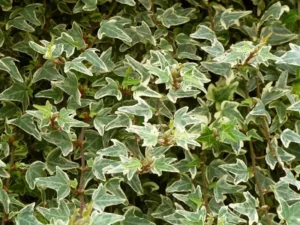Hedera helix 'Eva'