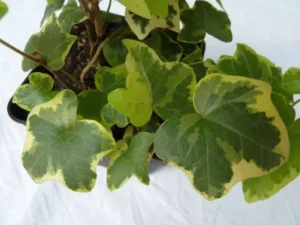 Hedera helix 'Evergold'