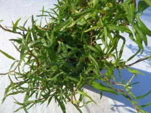Hedera helix 'Evergreen'