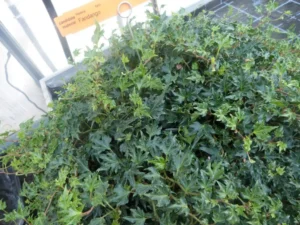 Hedera helix 'Fandango'