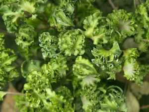 Hedera helix 'Filigran'