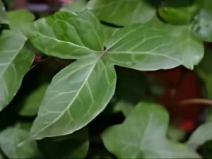 <em>Hedera helix</em> &lsquo;Fleur De Lys&rsquo; – Lierre d&rsquo;ornement