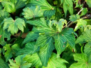 Hedera helix 'Francis'