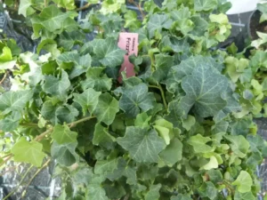 Hedera helix 'Frizzle'