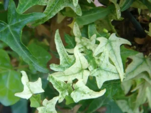 Hedera helix 'Frosty'