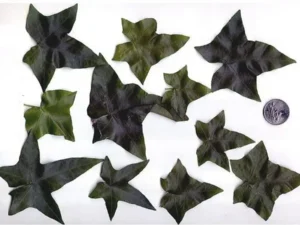 <em>Hedera helix</em> &lsquo;Garland&rsquo; – Lierre d&rsquo;ornement