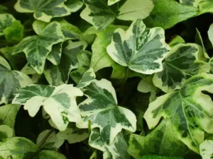 <em>Hedera helix</em> &lsquo;Gertrud Stauss&rsquo; – Lierre d&rsquo;ornement