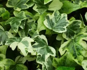 Hedera helix 'Gertrud Stauss'