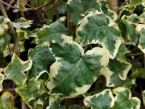 Hedera helix 'Gilded Hawke'