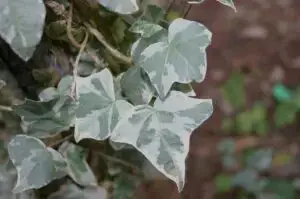 Hedera helix 'Glacier'