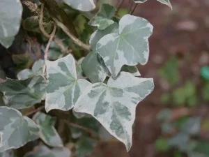 <em>Hedera helix</em> &lsquo;Glacier&rsquo; – Lierre d&rsquo;ornement