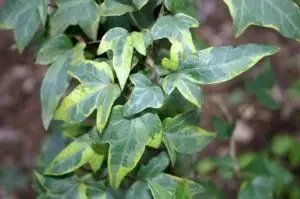 Hedera helix 'Goldcraft'