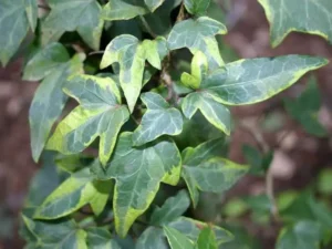 <em>Hedera helix</em> ‘Goldcraft’ - Ornamental ivy