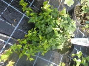 Hedera helix 'Golden Carpet'