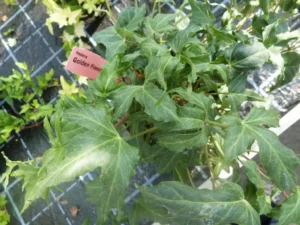 Hedera helix 'Golden Fleece'