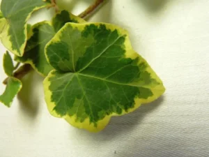 Hedera helix 'Golden Girl'