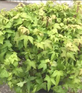 Hedera helix 'Goldfinch'