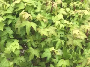 <em>Hedera helix</em> ‘Goldfinch’ - Ornamental ivy