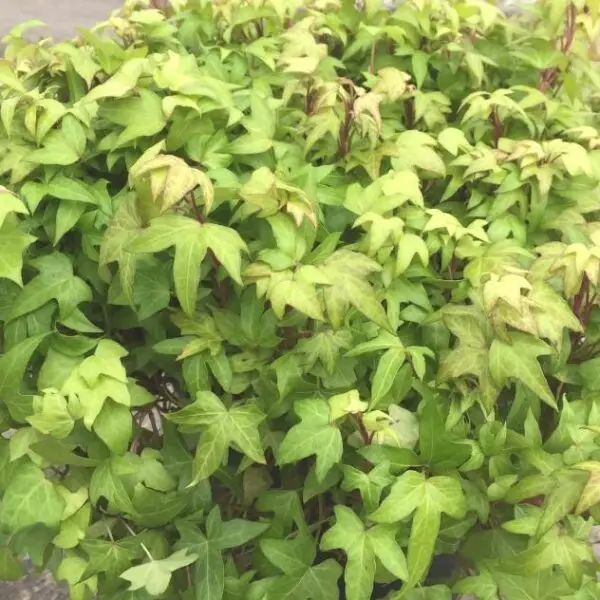 Hedera helix 'Goldfinch'