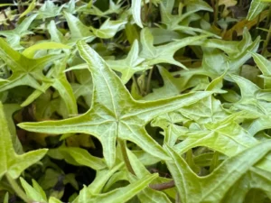 Hedera helix 'Goldfinger'