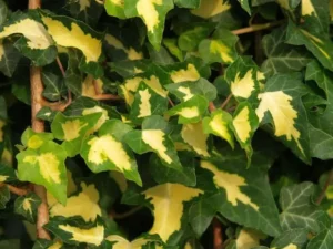 Hedera helix 'Goldheart'