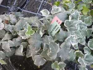 Hedera helix 'Hahn's Variegated'