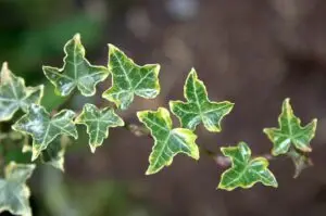 Hedera helix 'Halebob'