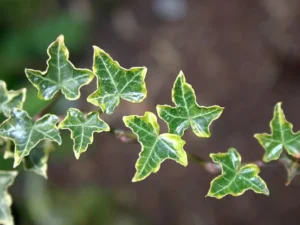 <em>Hedera helix</em> &lsquo;Halebob&rsquo; – Lierre d&rsquo;ornement