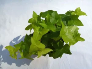 Hedera helix 'Hanna'