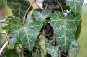 Hedera helix 'Helvetica'