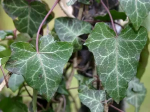 <em>Hedera helix</em> &lsquo;Helvetica&rsquo; – Lierre d&rsquo;ornement