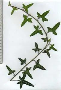 Hedera helix 'Heron'