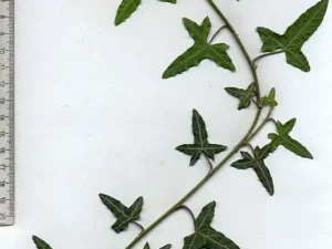 <em>Hedera helix</em> &lsquo;Heron&rsquo; – Lierre d&rsquo;ornement