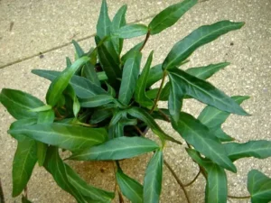 Hedera helix 'Hester'