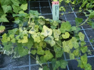 Hedera helix 'Hullavington'