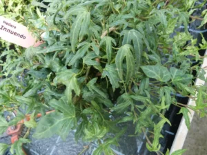Hedera helix 'Innuendo'